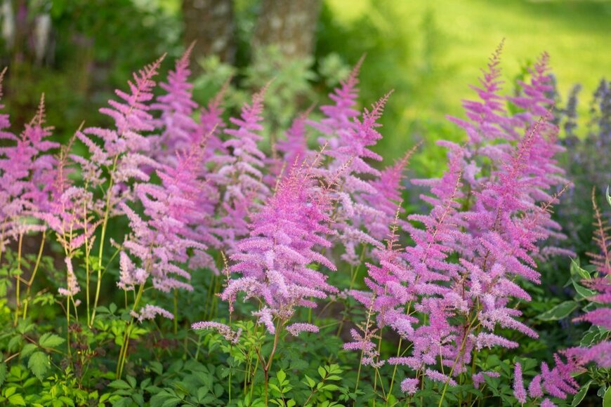 ピンクのアスチルベの花。ふわふわした花姿。