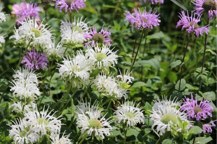 モナルダの花。色は白と薄紫。タイマツのような形。