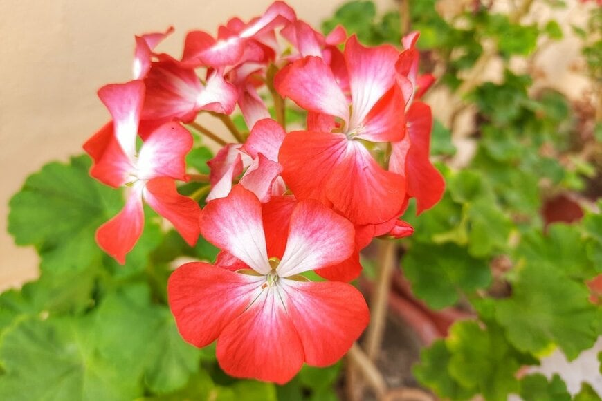 明るい赤色の花を咲かせているゼラニウム。花の中央は白