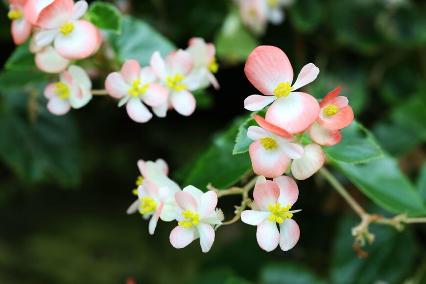 シュウカイドウの花が咲いている。白い花はピンクで縁取られている。