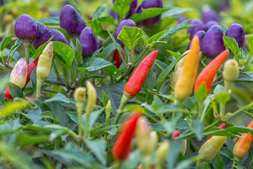 赤、黄色、紫色などカラフルな実を付けている、観賞用トウガラシ