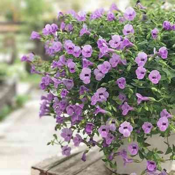 PROVEN WINNERS（R）　スーパートレニア