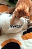 「猫ちゃんのお団子みたい」！？　飼い主さんにかまってもらえない猫ちゃんズがついに……「顔に出すぎ！」と話題
