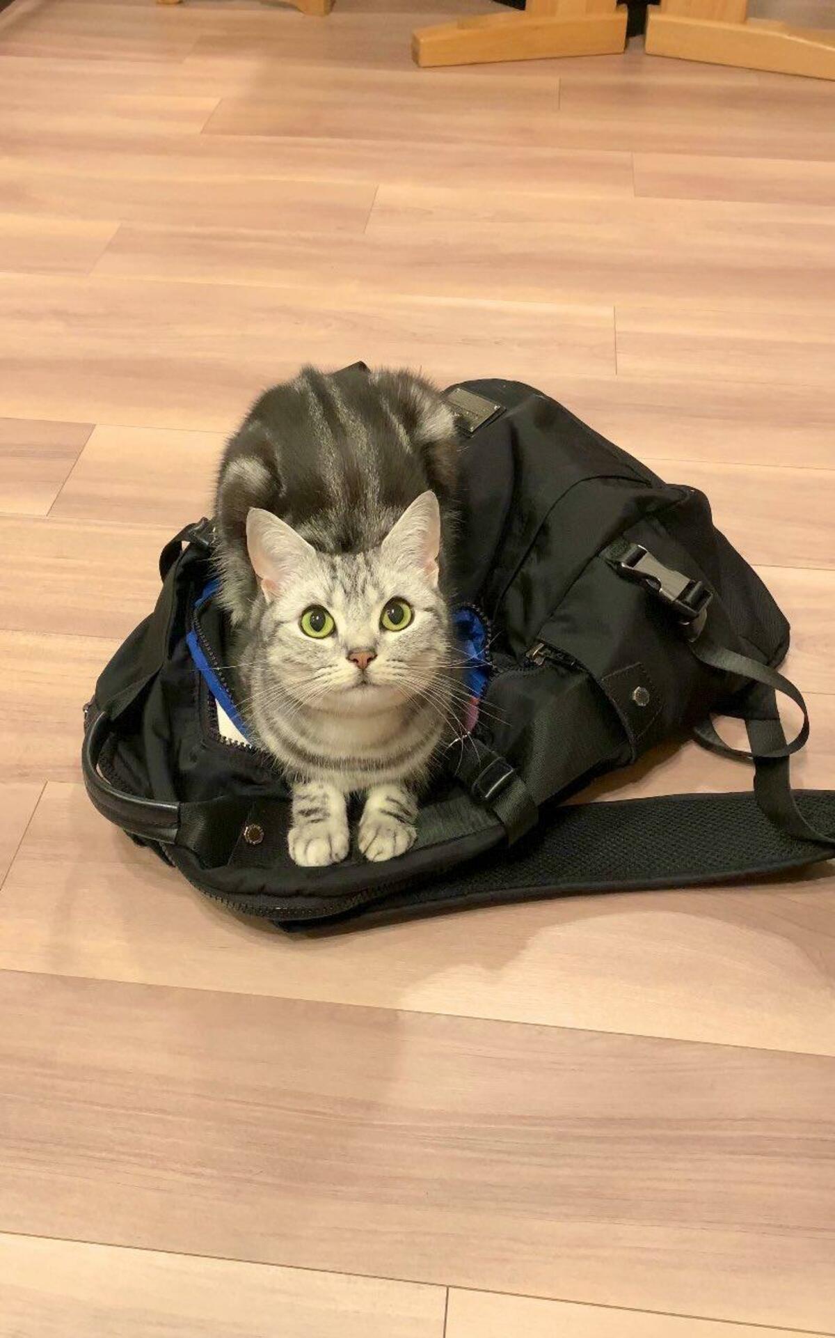 出勤前、猫がリュックに座り込み…出社妨害に成功した猫の「顔」に