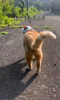【おしりふりふり】ベストショットにも注目！帽子とハーネスをつけてお散歩する猫さんがとってもキュート　