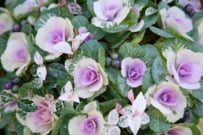 【ガーデニング】冬の庭がときめく。初心者でも育てやすい「多年草＆一年草」最強6選