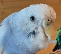 【インコの集合体要注意】あんよを「ギュッ！」からの「ちょ、やめて！」が切なすぎる！