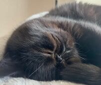 爆睡中に「舌」がチラリした猫ちゃん→バグっちゃった！？姿に思わず爆笑