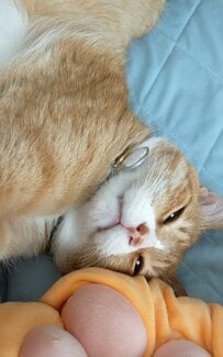 リラックスしている猫ちゃんがキュート！「かわいい」「ぬいぐるみみたい」と多くのユーザーがその姿にほっこり