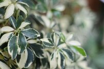 【ガーデニング】初心者も育てやすい！オシャレな観葉植物オススメ6選、梅雨の室内を爽やかな雰囲気に