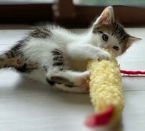 エビ天に夢中の子猫　4年後…成長後の「エビ天との関係性」に和む