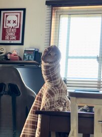 勝手に動き出した上着…謎の光景に11万件反響　妻が目撃した正体に「猫ッシー…」