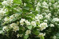 玄関を彩る「香りのよい低木」3選。春から初夏まで“香りのバトン”を楽しむ