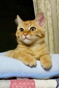 【2万4000回表示】記念日を迎えた保護猫ちゃん　今の姿に「健やかな毎日をおくって貰いたい」の声