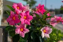 狭い庭やベランダがおしゃれに《暑さに強いつる性植物》5選＆小さなスペースで楽しむ方法4選