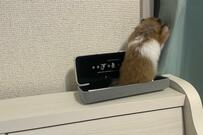 「中に人間入ってる？」　ハムスターの人間味があふれすぎた行動に思わず二度見