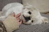 ソファでくつろぐ犬さん　幸せが詰まった「2コマ」が話題