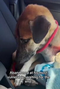 視力を失い捨てられた犬　何度も声をかけ続けた結果…「見せた奇跡の変化」に涙