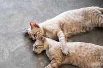 床で寝そべる猫2匹に思わず目を疑う　「乱視が酷くなったかと…」「シンクロ率100％」