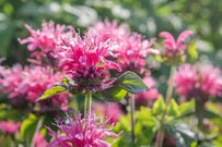 【手間いらずの宿根草ガーデニング】ほったらかしでも育てやすい「今が開花時期のおすすめ宿根草」厳選6つ