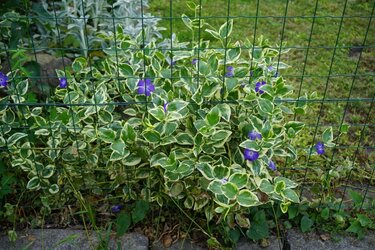 ガーデニング】植えてはいけないグランドカバー？生育旺盛で繫殖