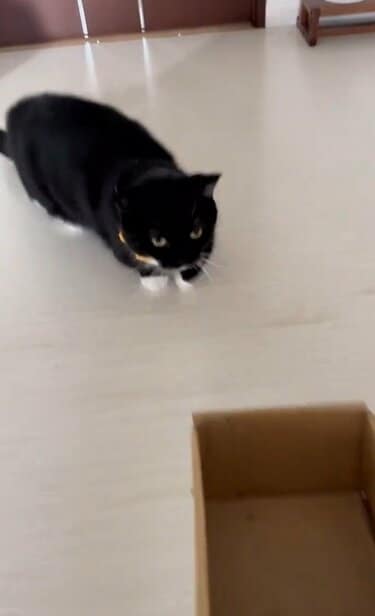 発見】猫さんがなんと箱と一体化！海外ユーザーからも話題で2万