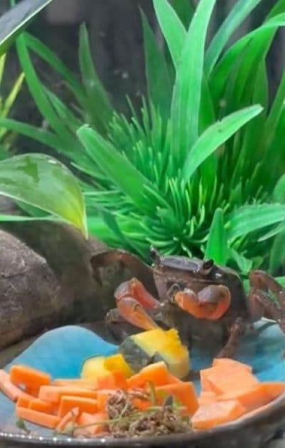 美味しそうにカボチャを食べるカニ