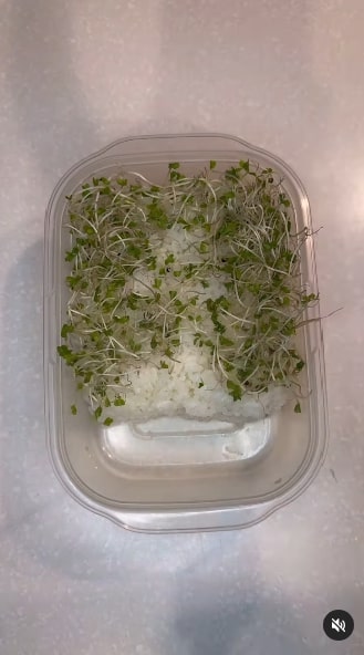 白いご飯に淡いグリーンが華やか