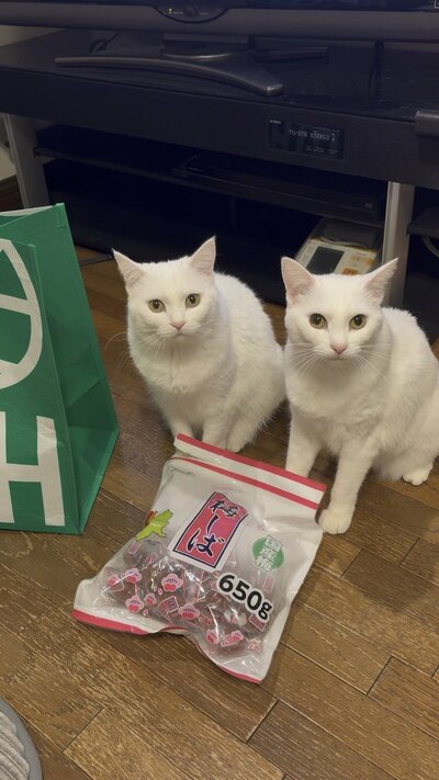 ちゅ～るだと思っているようです……