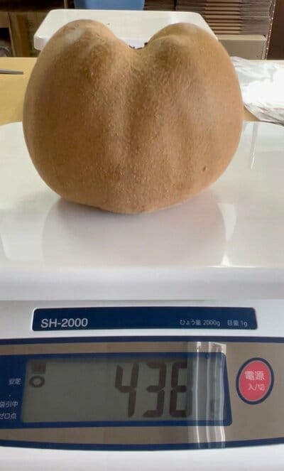 大きなキウイフルーツの重さを量ると&hellip;？