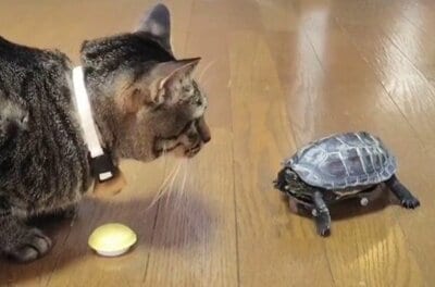 小雪ちゃんの様子を見ている軍曹君はどこか満足げ？