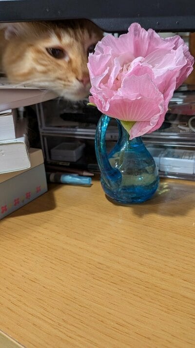 猫ちゃんも興味津々