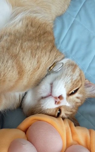リラックスしている猫ちゃんがキュート！「かわいい」「ぬいぐるみみたい」と多くのユーザーがその姿にほっこり