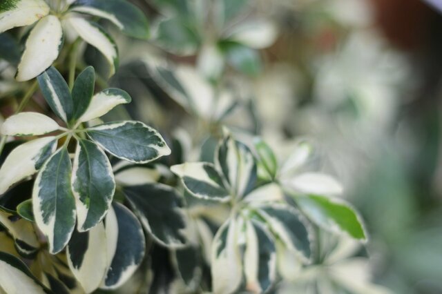 【ガーデニング】初心者も育てやすい！オシャレな観葉植物オススメ6選、梅雨の室内を爽やかな雰囲気に