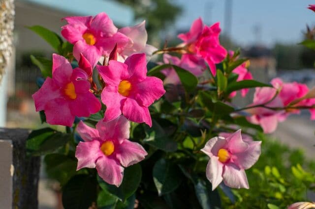 狭い庭やベランダがおしゃれに《暑さに強いつる性植物》5選＆小さなスペースで楽しむ方法4選