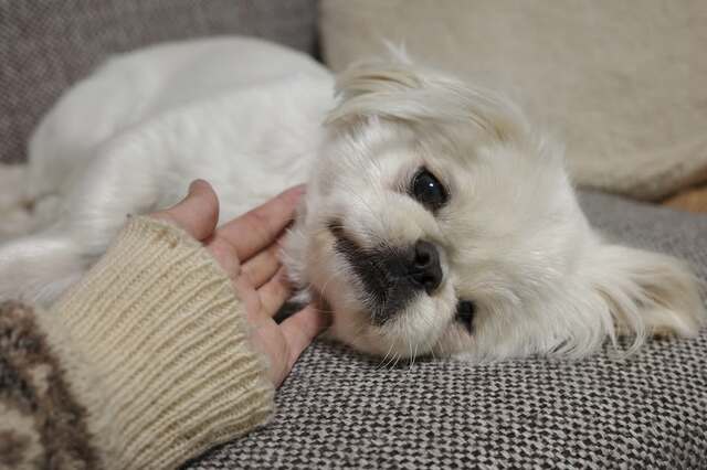 ソファでくつろぐ犬さん　幸せが詰まった「2コマ」が話題