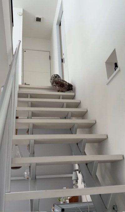 出所：@hiji.mozu_owl