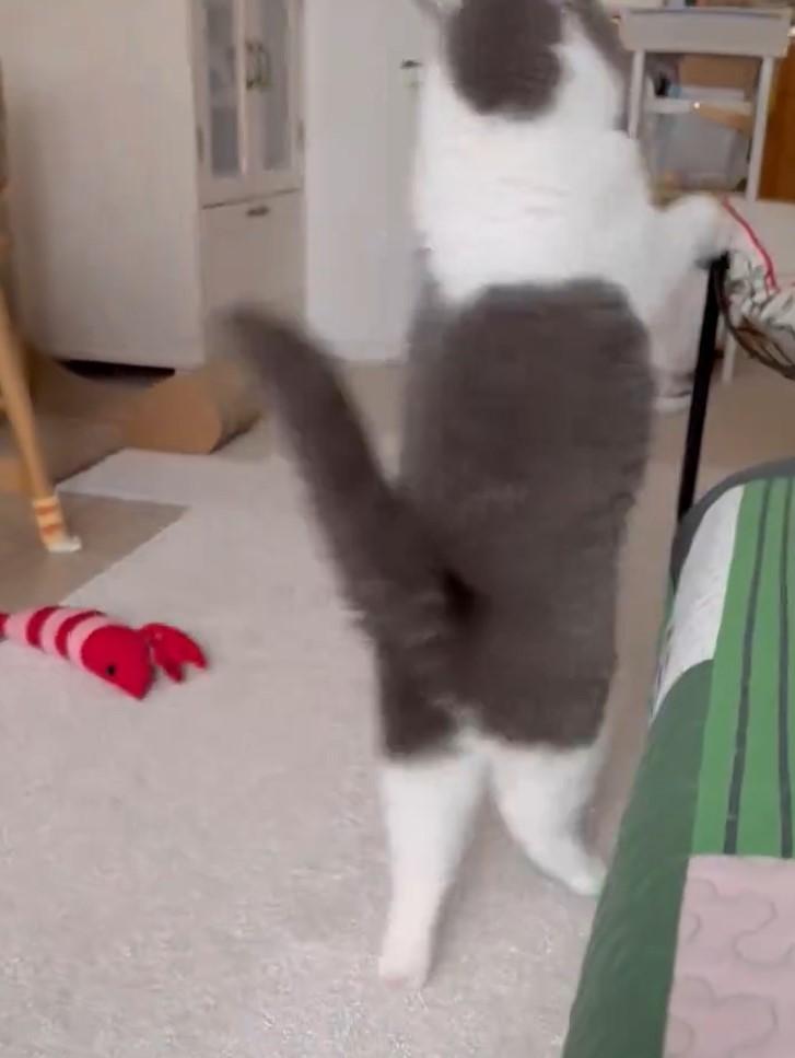 出所：@omochiomoching