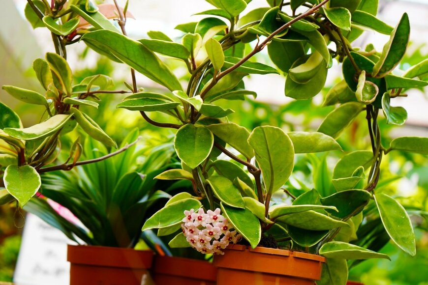 Natalia van D/shutterstock.com