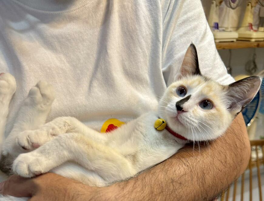 出所：@omochi_nam01