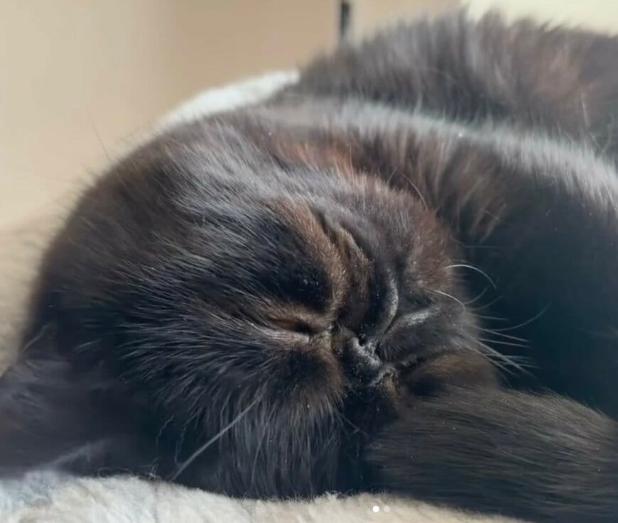 爆睡中に「舌」がチラリした猫ちゃん→バグっちゃった！？姿に思わず爆笑