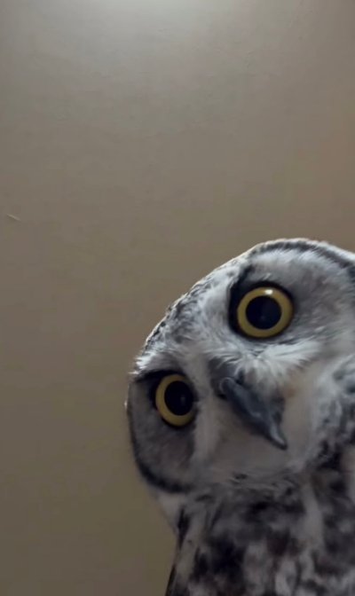 出所：@chibita_owl