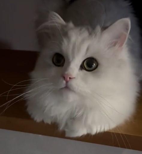 出所：@NEKOLAND13