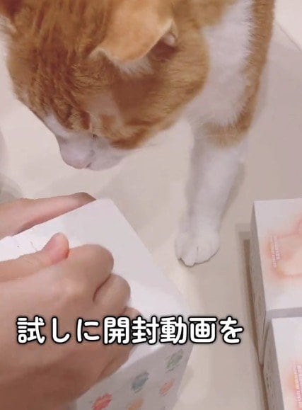 【早くくださいニャ】買った品を開封したら…猫の目をくぎ付けにしたものに思わず爆笑！