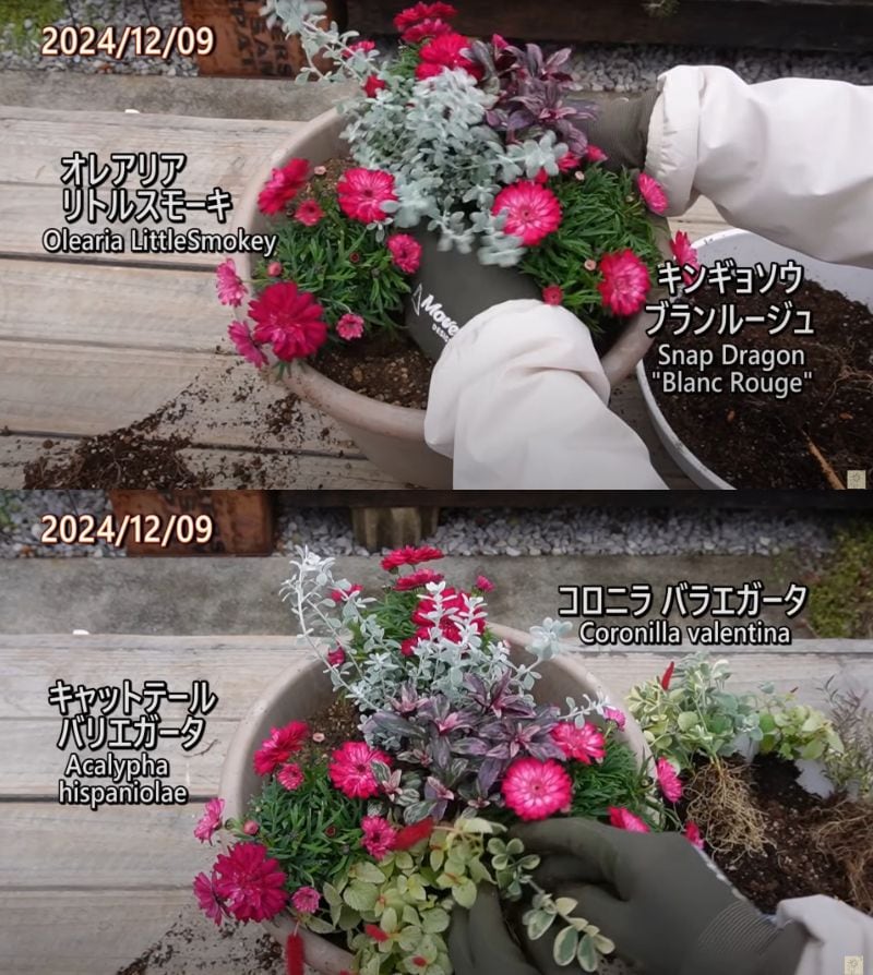 出所：@ohanachannel30