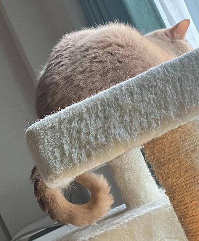 出所：@TsunaIsCat