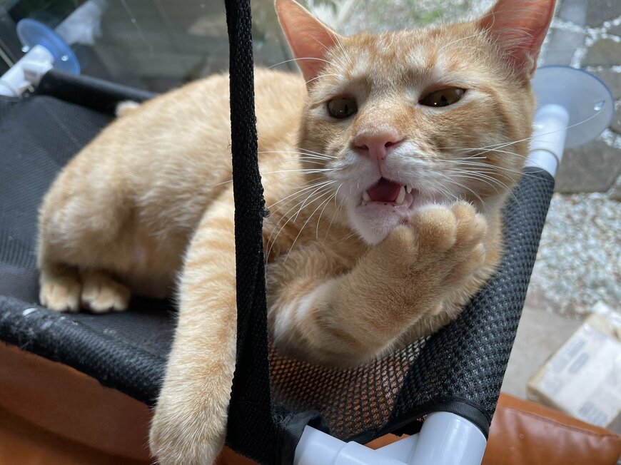 出所：@Beercat_Ana_Dar