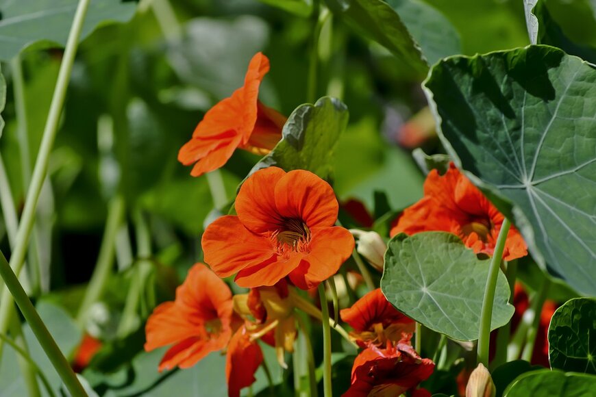 Werner Meidinger/istock.com