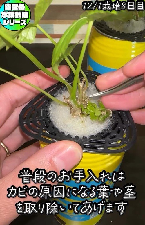 出所：@mikanbo_ya19_87