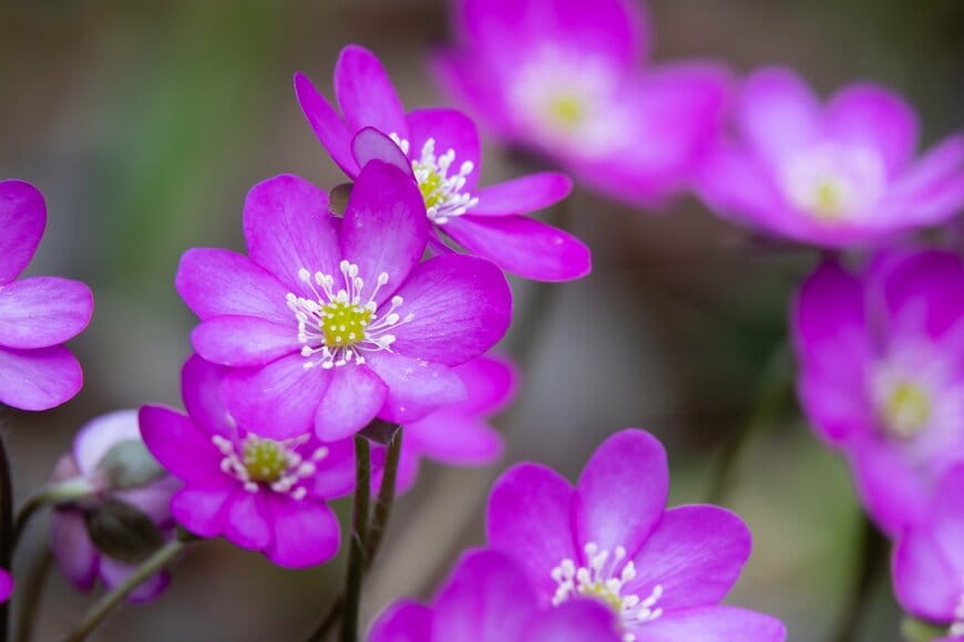 Risto Puranen/shutterstock.com